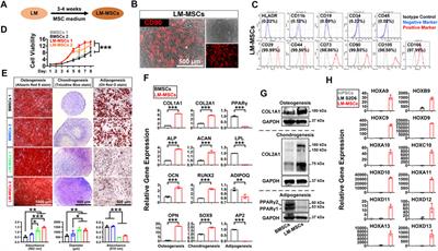 Lateral Mesoderm-Derived Mesenchymal Stem Cells With Robust Osteochondrogenic Potential and Hematopoiesis-Supporting Ability